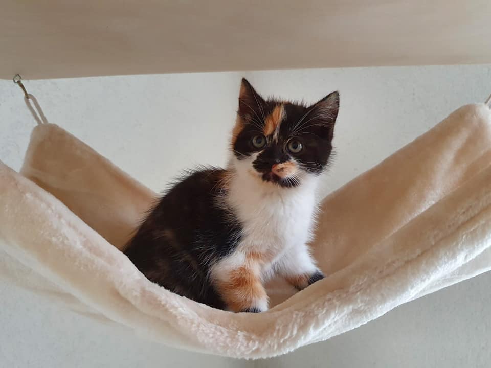 belle